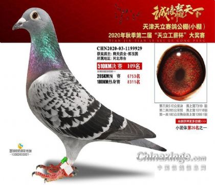 天津天立公棚小棚510公里决赛111名   雌