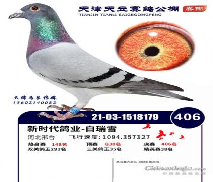 天津天立赛鸽公棚(春棚)三关鸽王35名  雄