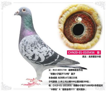 北京爱亚卡普--奶酪456   雄