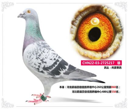 河北蔚县百信信鸽养殖中心480公里550名   雄