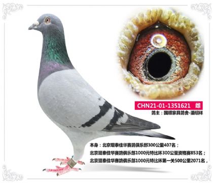 国顺家具鸽舍-潘绍祥621   雌