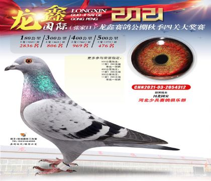 张家口龙鑫赛鸽公棚(大棚)500公里决赛476名  雌