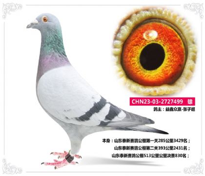 山东泰新赛鸽公棚513公里公里决赛830名   雄