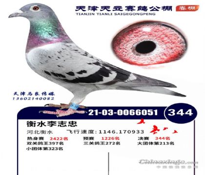 天津天立赛鸽公棚(春棚)512公里决赛344名   雌