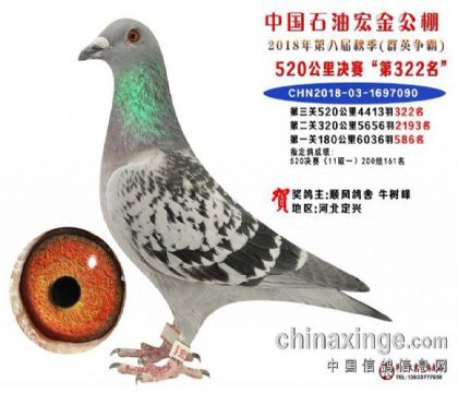 华油宏金赛鸽寄养中心520公里决赛322名  雌