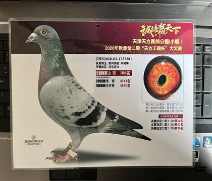 照片隨鴿發(fā)送