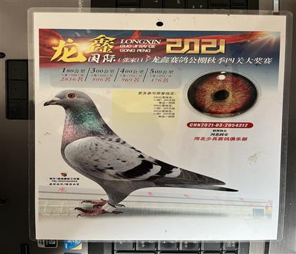 照片隨鴿發(fā)送