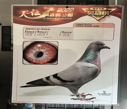 照片隨鴿發(fā)送