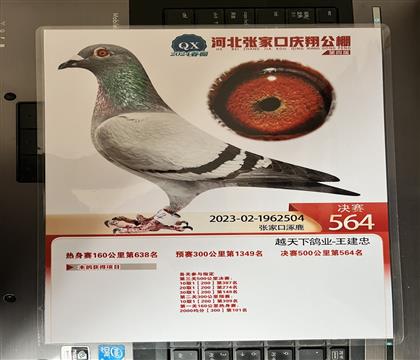 照片隨鴿發(fā)送