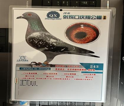 照片隨鴿發(fā)送