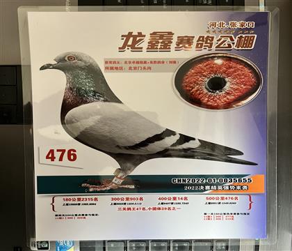 照片隨鴿發(fā)送