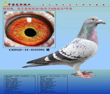 利奥贺尓曼斯“鸽王杨”直子X“鸽王杨”直女