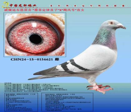 本期推荐鸽!威廉迪布恩“墨菲定律”直子X“飓风号”直女