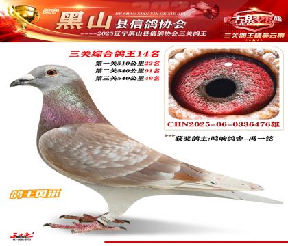 黑山鴿協(xié)三關鴿王14名