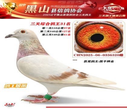 黑山鴿協(xié)三關鴿王31名