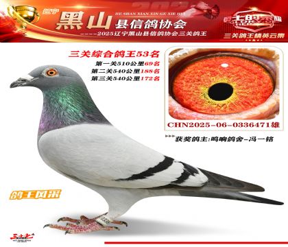 黑山鴿協(xié)三關鴿王53名