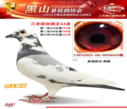 黑山鴿協(xié)三關鴿王54名