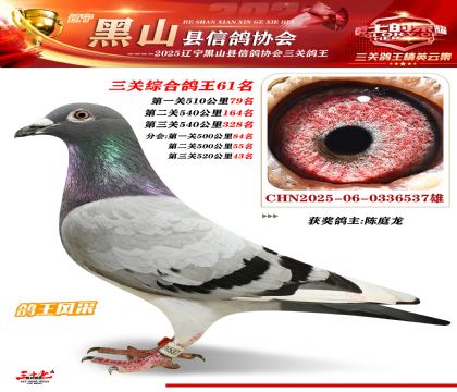黑山鴿協(xié)三關鴿王61名