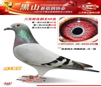 黑山鴿協(xié)三關鴿王69名