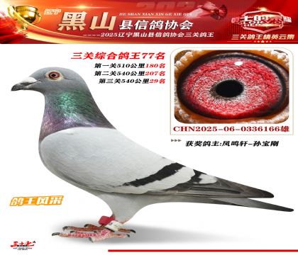 黑山鴿協(xié)三關鴿王77名