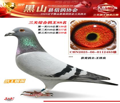 黑山鴿協(xié)三關鴿王88名