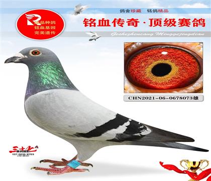 䌦ֱ