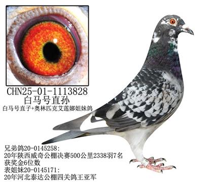 Rֱ̖O-1