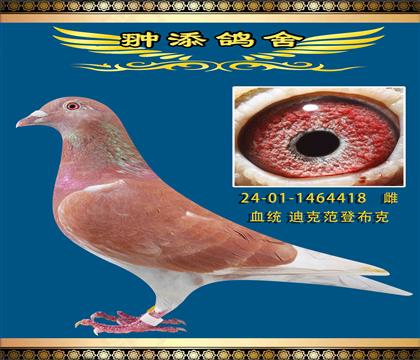 ǲ˼tɫŮ418