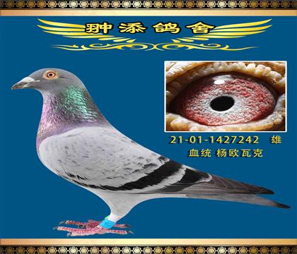 ߂ݗW߿˳484ֱŮ242