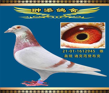 ǲ yɫ945