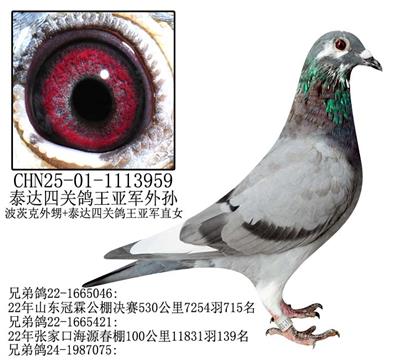 ̩_(d)P(gun)܊O-17