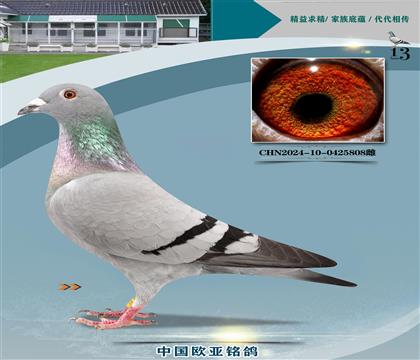 ·˹778X333һS䌦