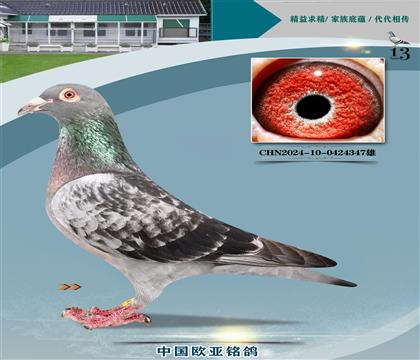 ղɭph(hun)ֱ̖Xڰ251X̖135
