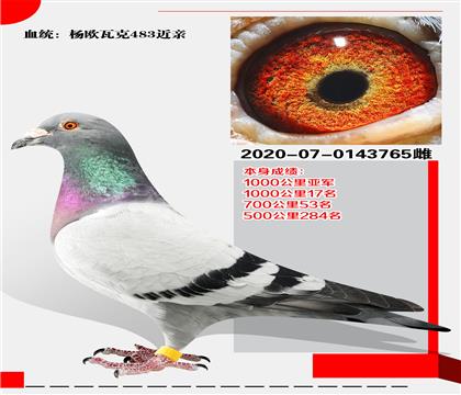 W߿483H  ɿ(j)1000܊