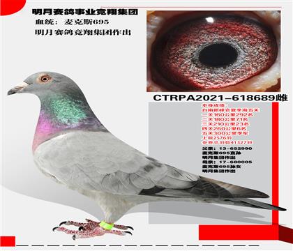 臺(tái)灣明月賽鴿事業(yè)競(jìng)翔集團(tuán)”麥克斯695“