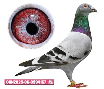 ǲ-ؠ167