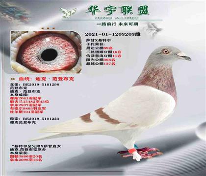 迪克范登布克 好紅號(hào)外孫女X基特爾直孫