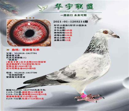 世界大銘鴿 雷德曼好花號(hào) 好手19直孫X好手19直孫女