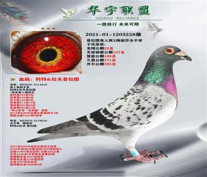 普拉圖 食人族鴿王系 超級(jí)種鴿