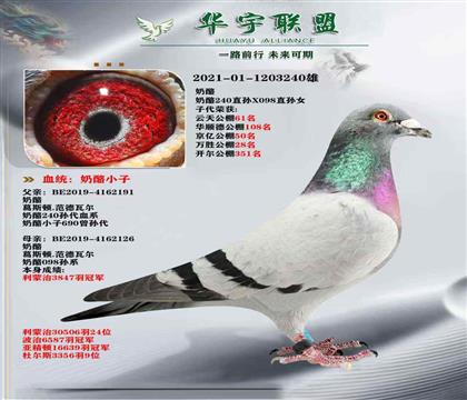 奶酪240X奶酪098 超強(qiáng)回血
