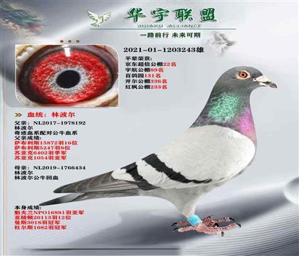 速度之王 林波爾 公牛號(hào)多重回血