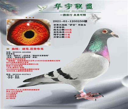迪克范登布克 基特爾直子X(jué)薩甘直女