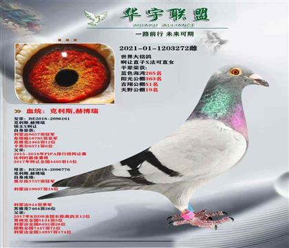 克里斯赫伯瑞 領(lǐng)主直子X(jué)法克直女 超級(jí)大銘鴿