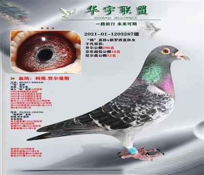 利奧 鴿王楊直孫X新羅西直孫 超強(qiáng)溶血