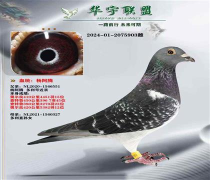 楊阿騰 多利號(hào) 多重回血