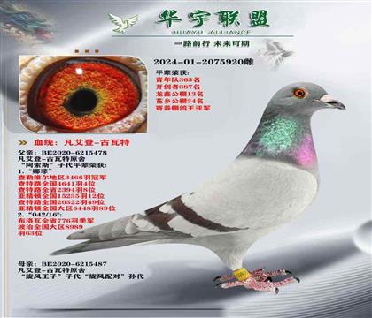 超級(jí)大銘鴿 古瓦特 旋風(fēng)配對(duì)外孫