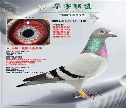 蘭博基尼直子X(jué)迪卡普里奧直女