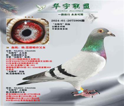 世界大銘鴿 公棚利器 無(wú)限號(hào) 全姊妹做出