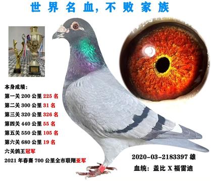 六關鴿王冠軍