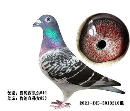 基諾克里克